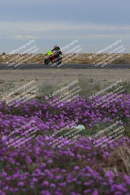 media/Jan-14-2023-SoCal Trackdays (Sat) [[497694156f]]/Turn 14 Exit Bloomig (145pm)/